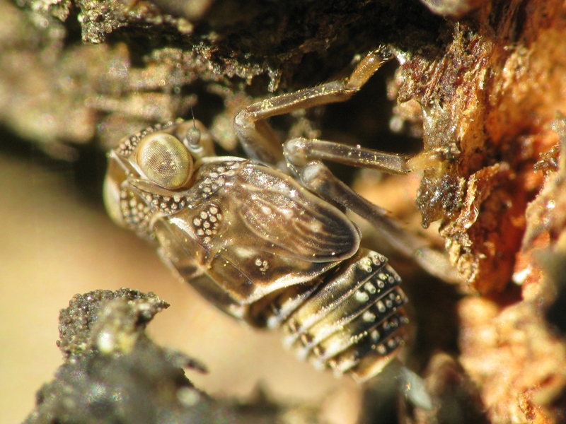 Neanide di Issidae..